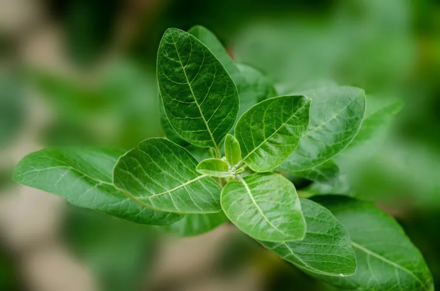 Ashwagandha leaves in sunlight