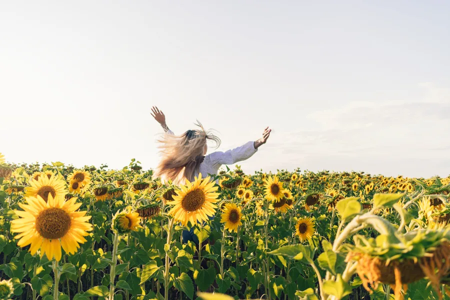 A woman runs through a sunflower field in golden light